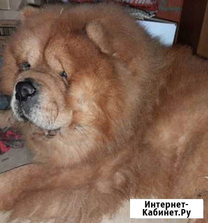 Чау-чау ищет невесту Саранск - изображение 1