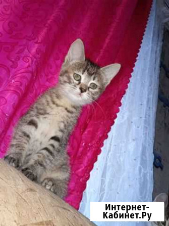 Котята от тайской кошки Ярославль - изображение 1