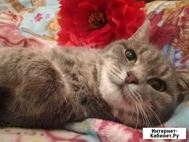 Кошечка Муся ищет дом Подольск - изображение 1