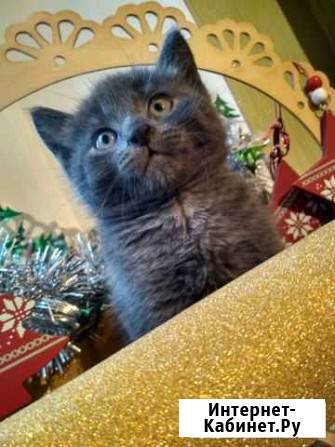 Коточек Таганрог - изображение 1