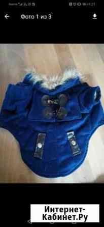 Одежда для собаки Саратов