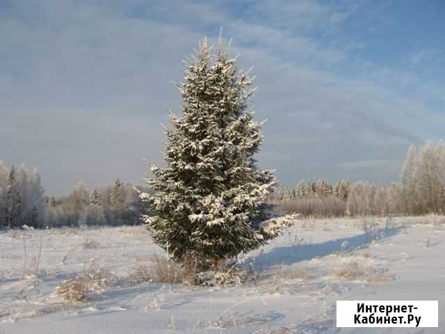 Продам елку Горшечное - изображение 1