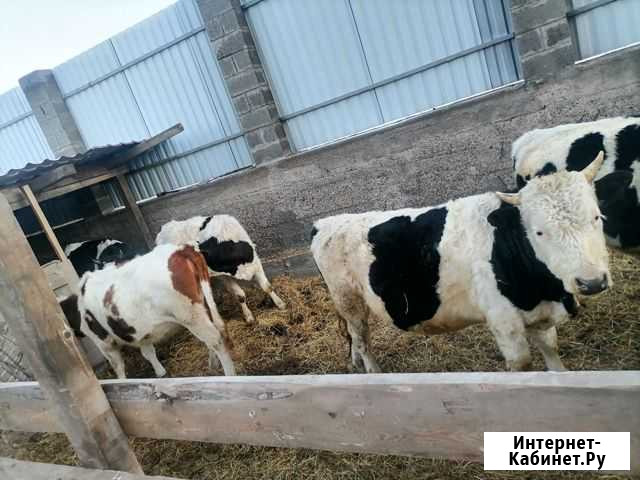 Продается нетели Красноярск - изображение 1