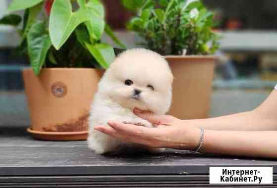 Кремовое чудо померанский шпиц мини Москва