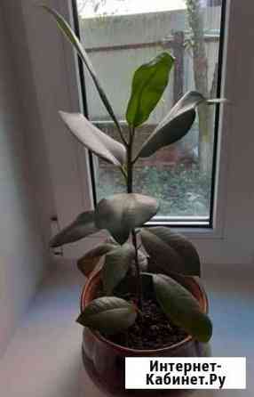 Фикус 36 см. С крупными листьями Рязань