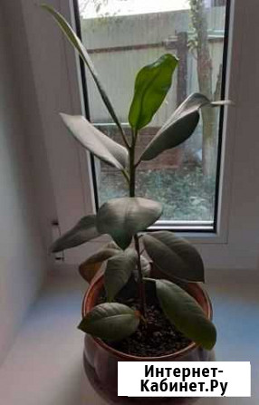 Фикус 36 см. С крупными листьями Рязань - изображение 1