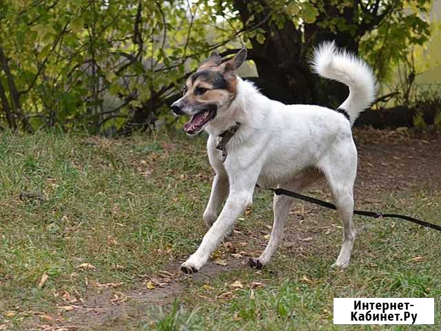 Молодой, крупный, воспитанный пес Тарзан в дар Москва - изображение 1