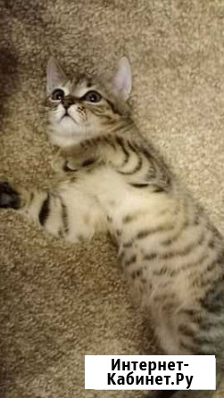 Кошка Саратов - изображение 1