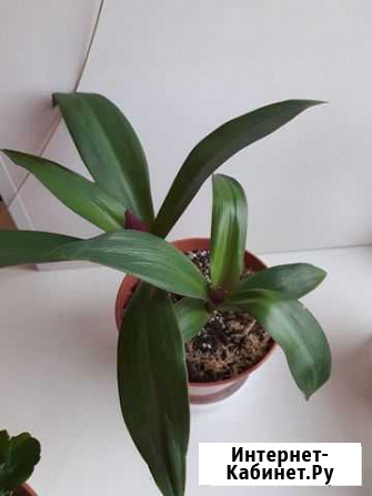 Рео Липецк - изображение 1