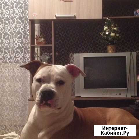 Вязка Салават - изображение 1