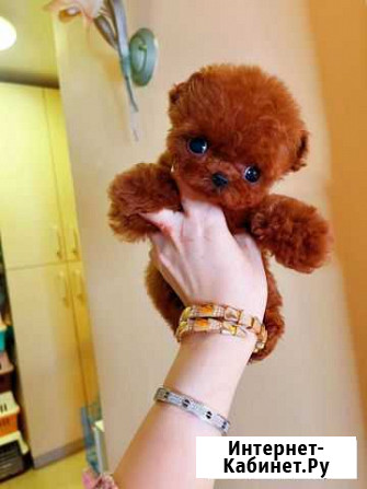 Тэдди пудель Teddy poodle girl Белгород - изображение 1