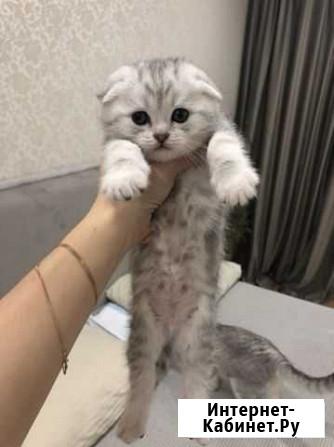 Шотландские котята Чебоксары - изображение 1