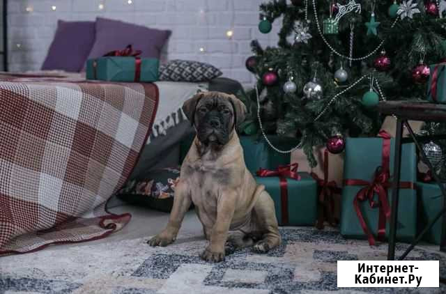 Бульмастиф девочка Санкт-Петербург - изображение 1