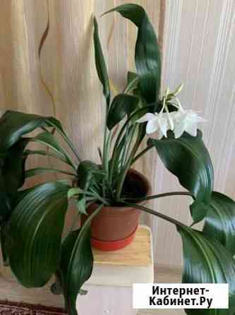 Домашний цветок Эухариус Новосибирск