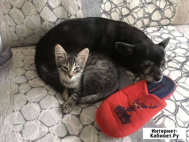 Котёнок Волгоград - изображение 1