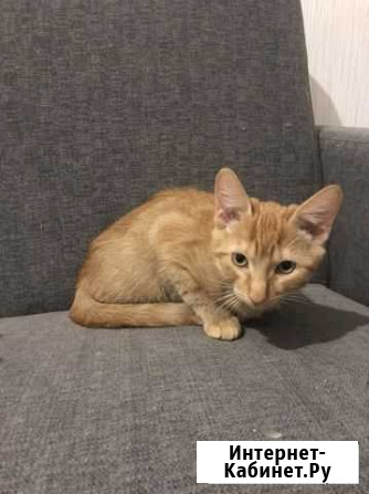Котенок мальчик бесплатно Лобня - изображение 1