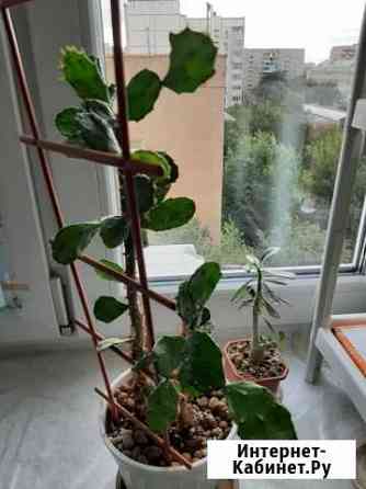 Продаю кактус Астрахань