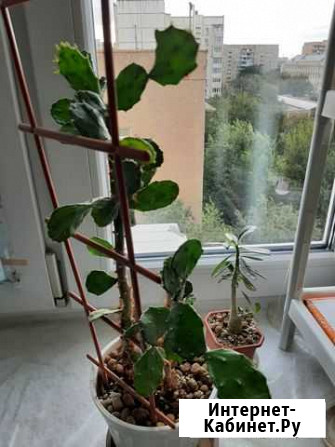 Продаю кактус Астрахань - изображение 1