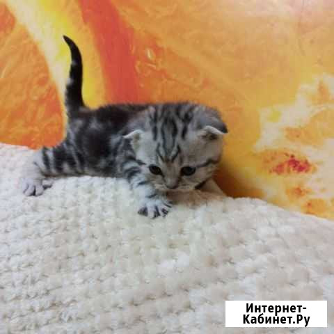 Шотландские котята Малаховка - изображение 1
