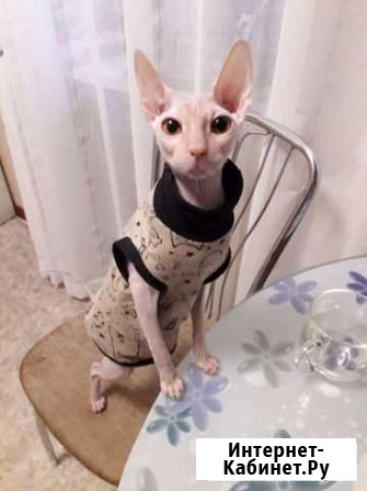 Кошка ищет котика Красноярск - изображение 1