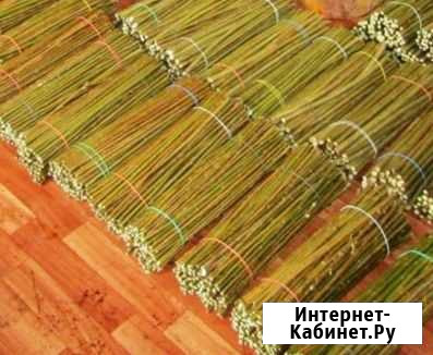 Черенки ивы.Сорт Американка гигантская Тверь - изображение 1