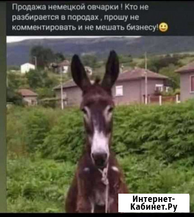 Механическая штукатурка стен Каспийск - изображение 1