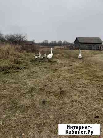 Гусь Железногорск