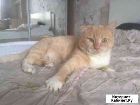 Ищу надёжный кров для котика Санкт-Петербург