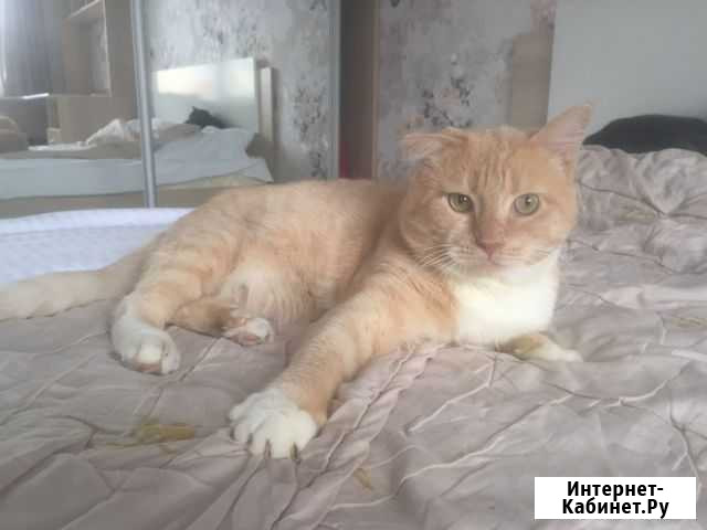 Ищу надёжный кров для котика Санкт-Петербург - изображение 1