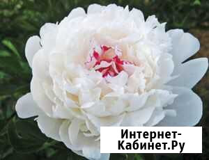 Пион Фестива Максима Липецк - изображение 1
