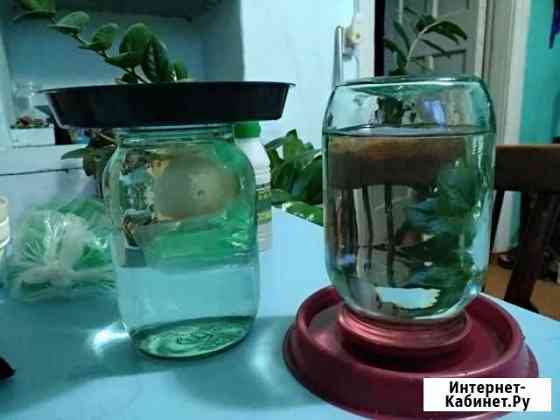 Поилка для птиц Нижний Тагил