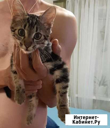 Кошка Волжский Волгоградской области - изображение 1