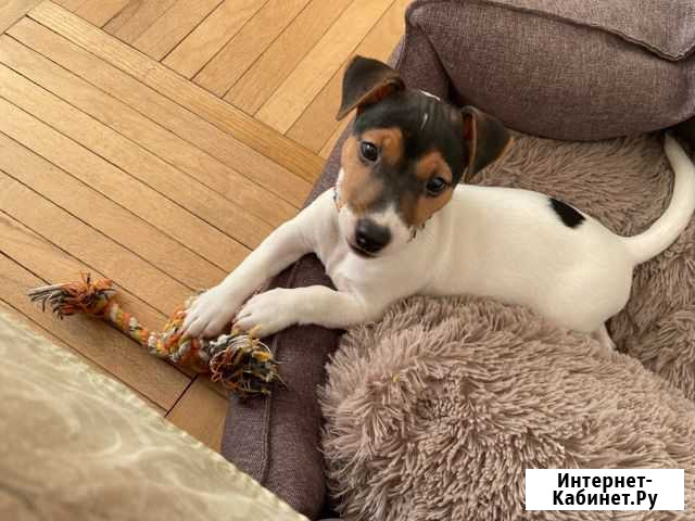 Щенок джек Рассел Краснодар - изображение 1