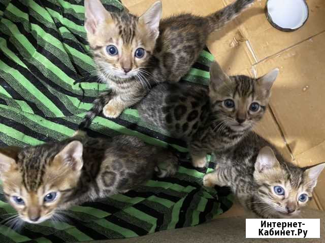 Бенгальские котята Челябинск - изображение 1