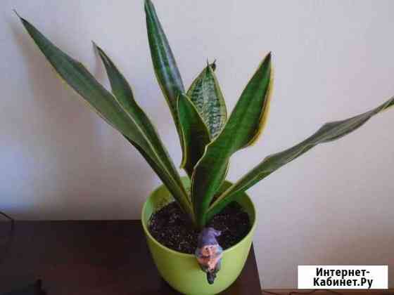 Сансевиерия окаймленная Челябинск