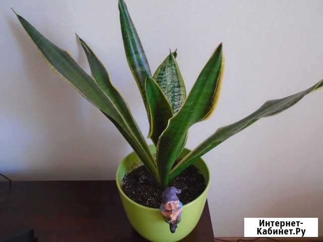 Сансевиерия окаймленная Челябинск - изображение 1