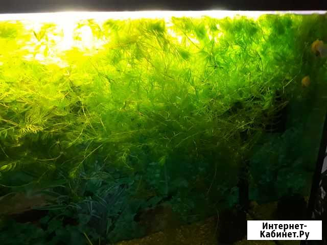 Водоросли Верхняя Пышма - изображение 1