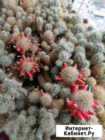 Кактус маммилярия Тула - изображение 1