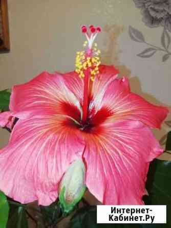 Гибискус сеянец новый сорт BIV The Scarlet Sails Саратов