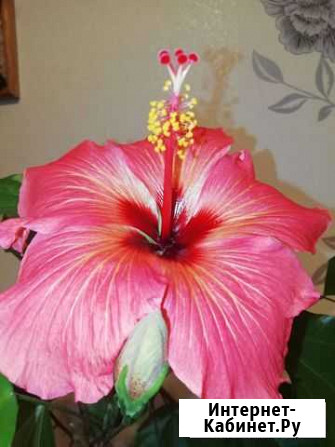 Гибискус сеянец новый сорт BIV The Scarlet Sails Саратов - изображение 1