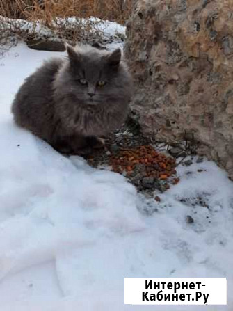 Котенок в добрые руки Новочеркасск - изображение 1