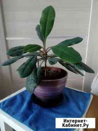 Молочай Саратов