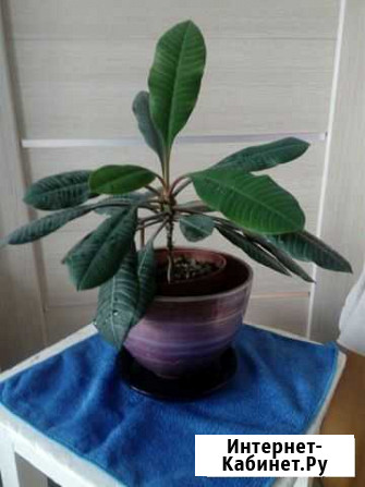 Молочай Саратов - изображение 1