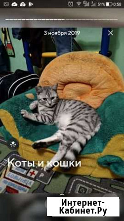Кошка на вязку Уфа - изображение 1