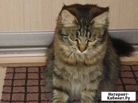 Кошки в добрые руки бесплатно Белгород - изображение 1
