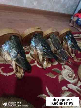 Головы зубастых щук Обнинск