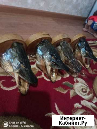 Головы зубастых щук Обнинск - изображение 1