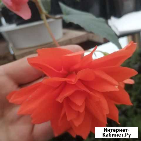 Бегония беллекония Лиски - изображение 1