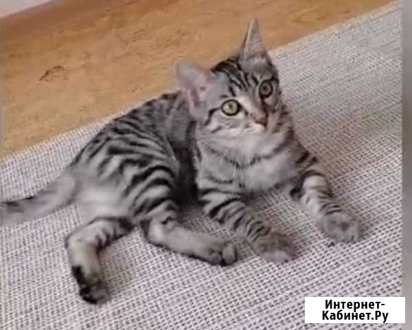 Ласковый кастрированный и вакцинирован 4месяца Кемерово - изображение 1