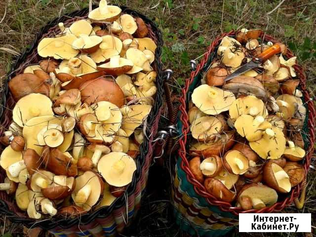 Грибы маслята свежий урожай Ульяновск - изображение 1